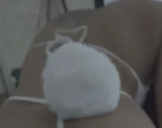 Torou a coelha no carnaval